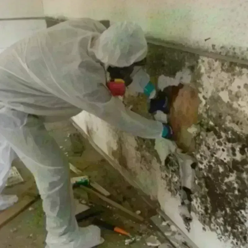 Mold Remediation and Removal in Robins Air Force Base, GA